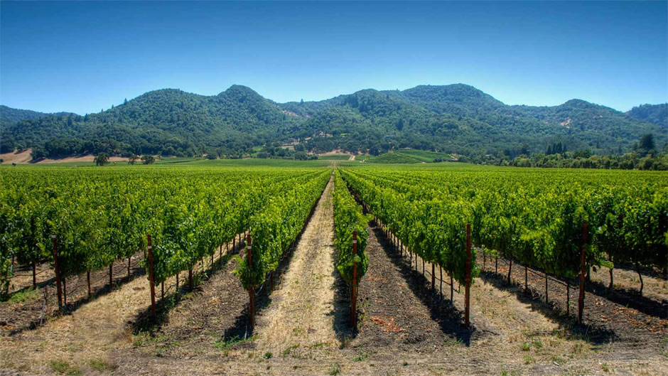 Los mejores tours de vino en el Valle de Casablanca y Valle del Maipo
